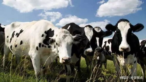 黑科技登場 牛胃電膠囊如何為畜牧業高質量發展賦能并重塑飼料銷售格局