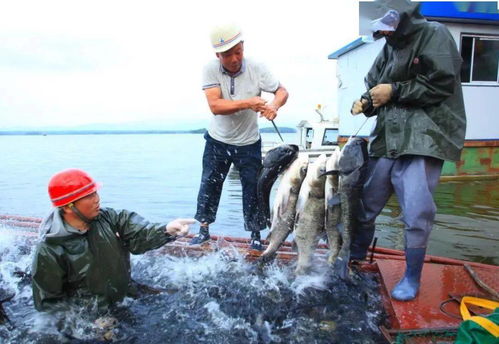 水產養殖助力鄉村振興 長壽之鄉貴州印江、湖北鐘祥、貴州赤水的實踐探索與飼料銷售新機遇