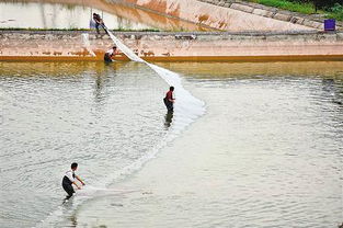南岸區大力發展生態漁業，助推畜牧漁業飼料銷售新增長