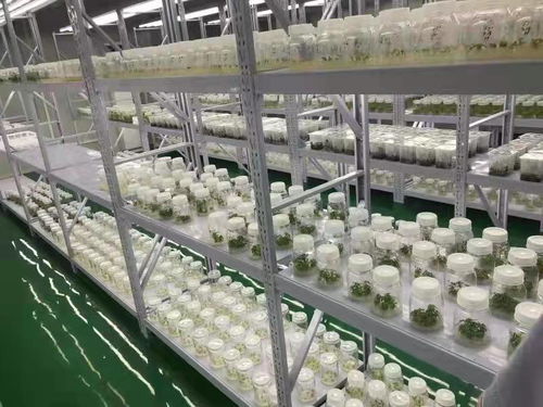武漢蔬菜花卉種苗工廠化生產標準化試點項目成效顯著 商品苗提升超5%，畜牧漁業飼料銷售同步增長