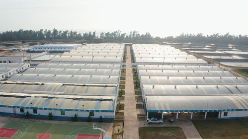 年銷售額達1.2億元，海威科技以創新引擎驅動水產種業振興