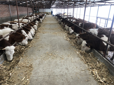 平頂山西門(mén)塔爾大型中轉(zhuǎn)基地 現(xiàn)代畜牧漁業(yè)飼料銷(xiāo)售的關(guān)鍵樞紐